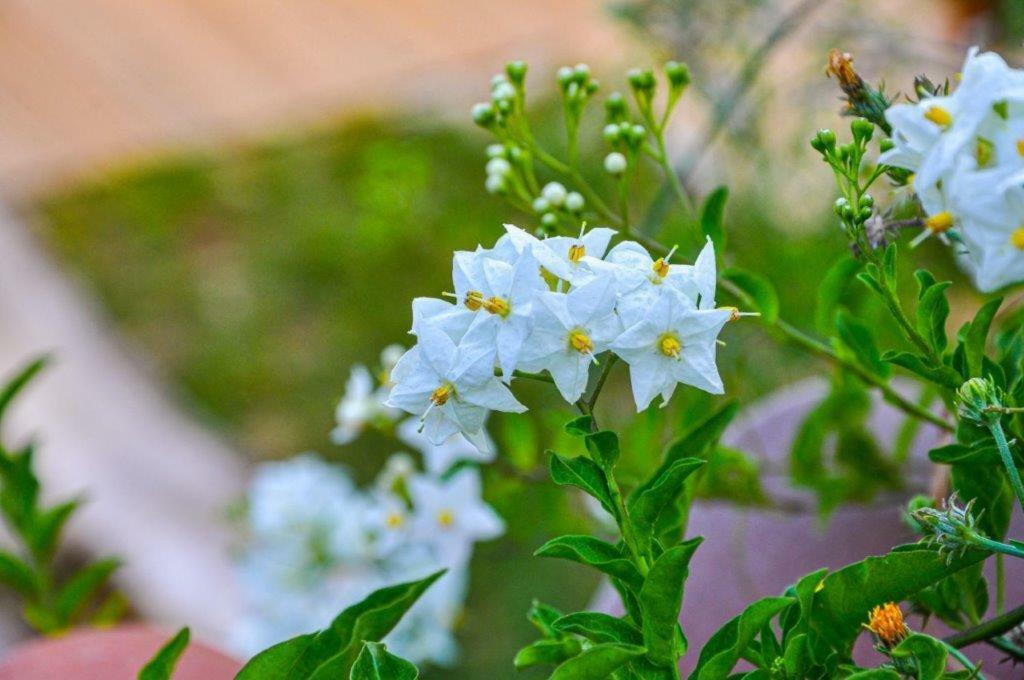 MonteciccardoCa'Rosei公寓 外观 照片