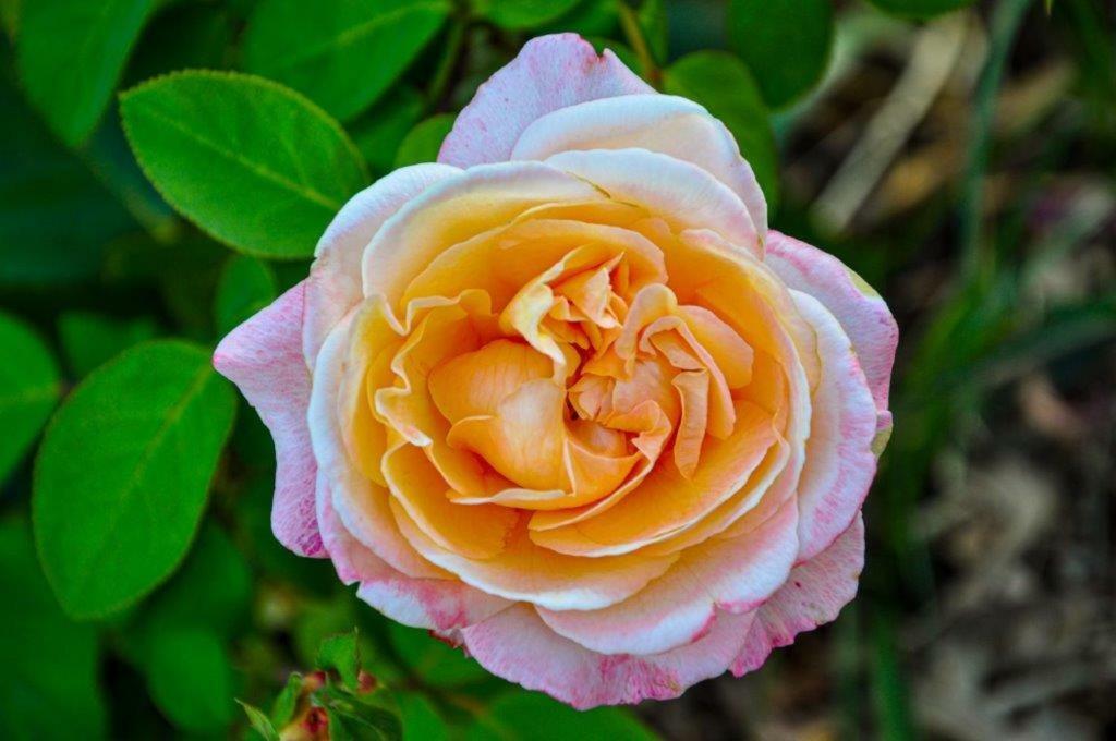 MonteciccardoCa'Rosei公寓 外观 照片